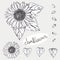 Hand drawn vector illustration set of monochrome sunflower, grain, seed. sketch. Vector eps 8.