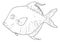 Hand-drawn vector illustration in the sketch style of the Atlantic moonfish Selene Setapinnis. Ocean Sport Fishing. Fresh Seafood
