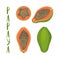 Hand drawn vector illustration of whole and sliced papaya with lettering