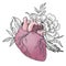 Hand drawn vector illustrations - Human heart with flowers and l