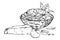 Hand drawn vector ink illustration. Pasta Italian cuisine dish, spaghetti noodles, tomato basil oregano herb leaves