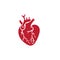 Hand drawn vector isolated human heart. Anatomically correct heart with venous system.doodle