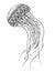 Hand drawn vector jellyfish in black and white doodle style.