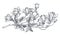 Hand drawn vector magnolia branch. Beautiful romantic elegant floral element.