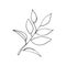 Hand drawn vector olive branch. White background. Isolated. Vector plant, isolated on white background. Branch of the olive tree,