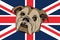 Hand Drawn Vector Portrait of Bulldog on a brittish flag