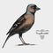 Hand drawn vector realistic bird, sketch graphic style,