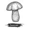 Hand drawn vector sketch illustration of leccinum