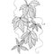 Hand drawn vine branch, grape leaves illustration for coloring books in vector