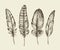 Hand drawn vintage bird feathers. Sketch writing feather. Vector illustration