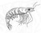 Hand drawn vintage graphic illustration with realistic shrimp. Healthy food. Seafood elements for design menu, recipes