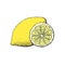 Hand drawn vintage style lemon and a segment of it