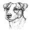 Hand drawn vintage style sketch of cute funny Jack Russell Terrier Dog. Vector Illustration