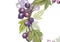 Hand-drawn watercolor blackcurrant. Can be used as a greeting card for background, birthday, mother`s day and so on