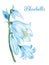 Hand drawn watercolor bluebell flower illustration Painted bellflower botanical herbs isolated