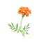 Hand drawn watercolor botanical illustration of Marigold flower.