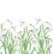 Hand drawn watercolor bouquets of spring snowdrops on white background. Decorative illustration element.