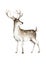 Hand drawn watercolor deer illustration, isolation objects on white background Forest wildlife animal