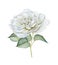 Hand drawn watercolor delicate white rose