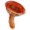 hand-drawn watercolor edible mushroom on a white background