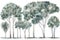 Hand-Drawn Watercolor Eucalyptus Trees Collection for Forest Scenes .