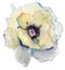 Hand drawn watercolor flower painting sketch. beautiful watercolor poppy on white background.