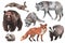 Hand drawn watercolor forest animals, isolated on white background