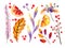 Hand drawn watercolor forest leaves and berries. Isolated icons. Autumn abstract botanical branches. Guelder, pumpkin