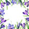 Hand drawn watercolor frame border with violet crocus saffron flowers and leaves elements 3029