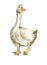 Hand drawn watercolor goose. Farm animals