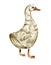 Hand drawn watercolor goose. Farm animals