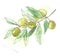 Hand drawn watercolor graphic Olive branch. Kitchen herb for restaurant menu design