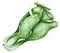 Hand drawn watercolor illustration of bok choy vegetable. Chinese cabbage isolated on white background. Superfood poster