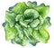 Hand drawn watercolor illustration of bok choy vegetable. Chinese cabbage isolated on white background. Superfood poster