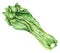 Hand drawn watercolor illustration of bok choy vegetable. Chinese cabbage isolated on white background. Superfood poster