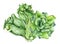 Hand drawn watercolor illustration of bok choy vegetable. Chinese cabbage isolated on white background. Superfood poster