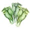 Hand drawn watercolor illustration of bok choy vegetable. Chinese cabbage isolated on white background. Superfood poster