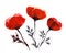 Hand drawn watercolor illustration. Bright red field poppies delicate transparent petals on a thin dark stem. Simple easy drawing