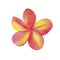 Hand drawn watercolor illustration coral flower Plumeria.