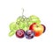 Hand drawn watercolor illustration of different fresh summer fruits isolated on the white . Grapes, apple and plums.