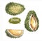Hand drawn watercolor illustration of fruit durian