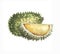 Hand drawn watercolor illustration of fruit durian