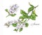 Hand-drawn watercolor illustration of the jasmine. Botanical drawing isolated on the white background