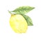 Hand drawn watercolor illustration - Lemon.