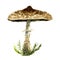 hand drawn watercolor illustration of macrolepiota procera. watercolor mushroom with grass on white background