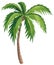 Hand drawn watercolor illustration of a palm tree, tropical and home plant