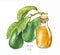 Hand drawn watercolor illustration with ripe avocado branch and avocado oil