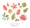 Hand drawn watercolor illustration. Set of fall leaves. Forest d