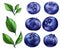 Hand drawn watercolor illustration set of the food: ripe tasty blueberry