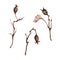 Hand drawn watercolor illustration shabby boho botanical berries leaves. Rose hip dogrose stem branch twig. Single